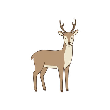 deer vector illustration