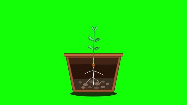 Six plant pots showing the germination and growth process from seed to sprout with roots against a solid chroma key green backdrop. Perfect for educational biology videos.