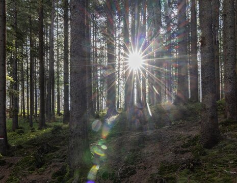 Wald, Sonnenstern, nebelstimmung, morgendlich, moos