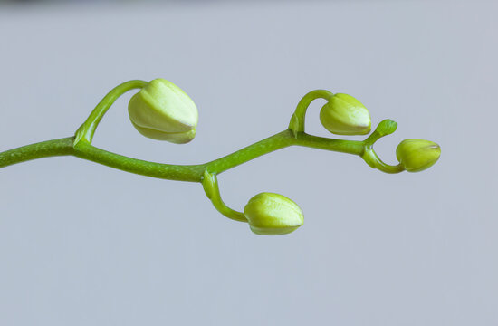 Orchidee, Knospen, Wachsen, Natur, Blume.