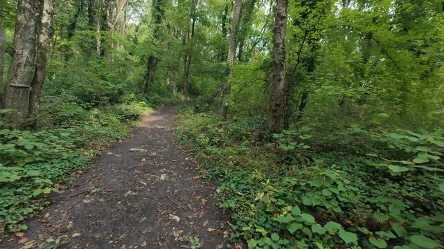 Hiking trail path in dense green forest woods with trail marker on tree trunk