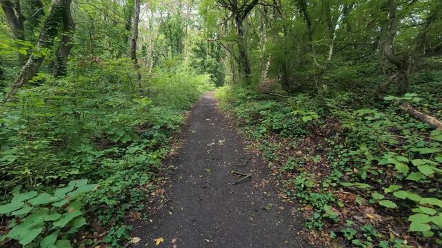 Hiking trail path in dense green forest woods with trail marker on tree trunk