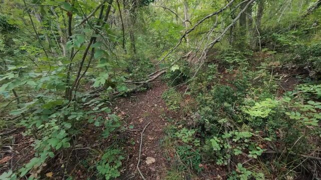 Hiking trail path in dense green forest woods with trail marker on tree trunk