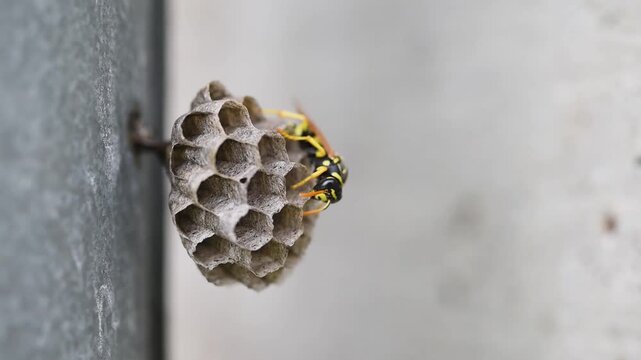 One wasp on small nest close up, nest in located on downpipe neat to concrete wall
