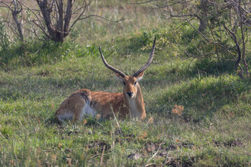Waterbuck in the Okavango © Deon