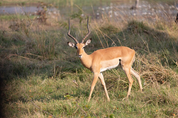 Impala © Deon