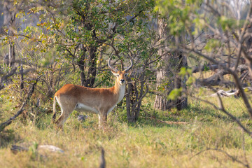 Waterbuck in the Okavango © Deon