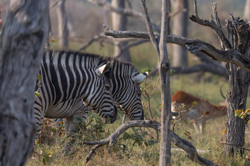 Striped beauty © Deon