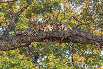 Leopard Life © Deon