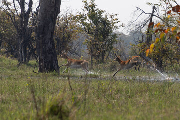 Waterbuck in the Okavango © Deon