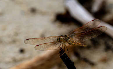 Brown Dragonfly Perched on a Thin Stick © YEVGENIY