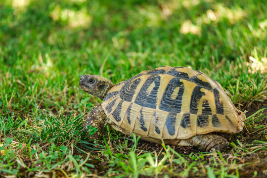 Tortoise Resting on Grass in Sunlight