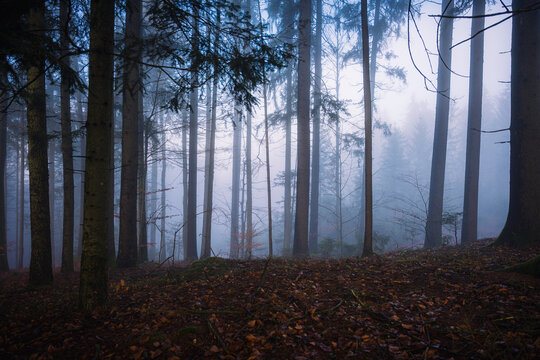 A quiet autumn forest in Bavaria Germany photographed at dawn with towering trees wet leaves and thick fog creating a serene and mysterious atmosphere.
