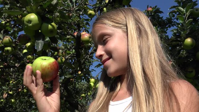 Kid Eating Apple, Child in Orchard, Kid Tasting Fruits in Tree, Farmer Blonde Girl at Village at Countryside