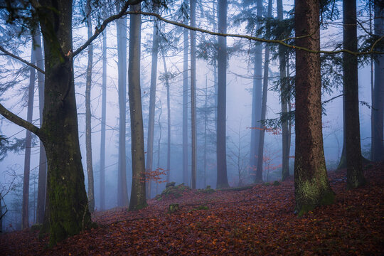 A quiet autumn forest in Bavaria Germany photographed at dawn with towering trees wet leaves and thick fog creating a serene and mysterious atmosphere.