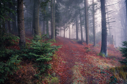 A quiet autumn forest in Bavaria Germany photographed at dawn with towering trees wet leaves and thick fog creating a serene and mysterious atmosphere.
