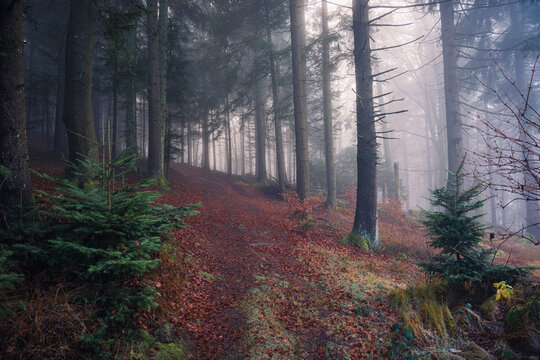 Natural woodland in Bavaria with fallen branches weathered tree stumps and autumn leaves emerging through thick fog on a quiet early morning.