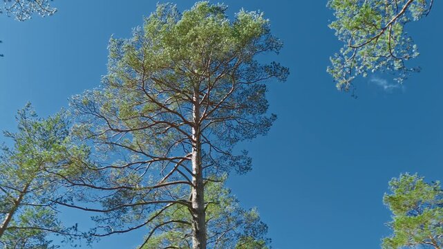 Subjective point of view camera rotating 360 degrees on the spot while looking straight up at massive pine tree crowns against a bright blue sky, with natural sunlight breaks and lens flare piercing t