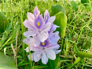 Water hyacinth blossoms showcase vibrant purple petals and bright yellow centers surrounded by lush green foliage in natural daylight. © MG GONDAL 