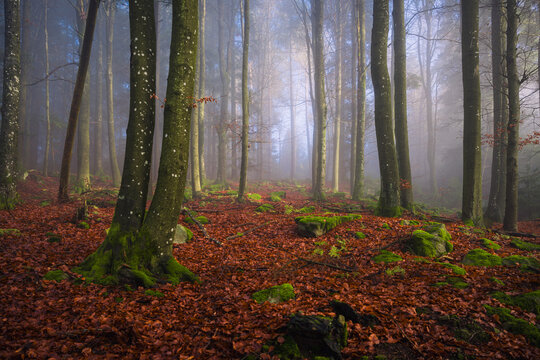 Dense fog drifts through a forest in the Bavarian Forest Germany revealing layers of tree trunks above a dark floor covered with autumn foliage.