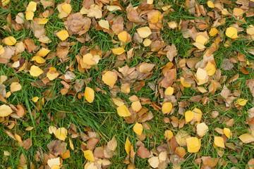 Green grass covered with fallen leaves of birch in October © Anna