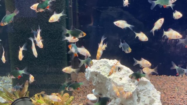 group of small tropical fish in pale orange-white and dark green color varieties gathered near porous white rock and gravel substrate inside indoor aquarium