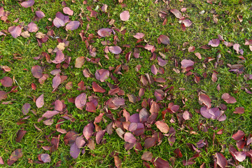 Purple fallen leaves in the grass in October © Anna