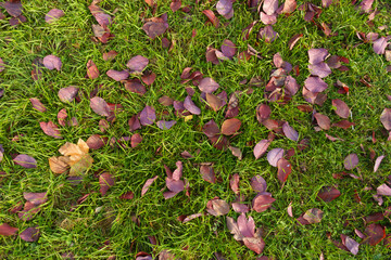 Purple fallen leaves in the grass in October © Anna
