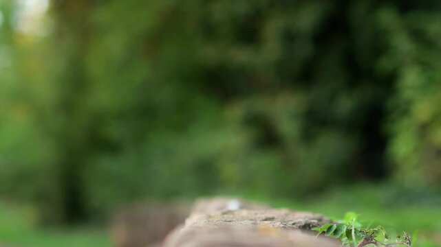 Grey pigeon taking flight from a stone wall in a green garden