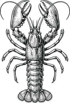 Detailed black and white vector illustration of a crawfish marine animal