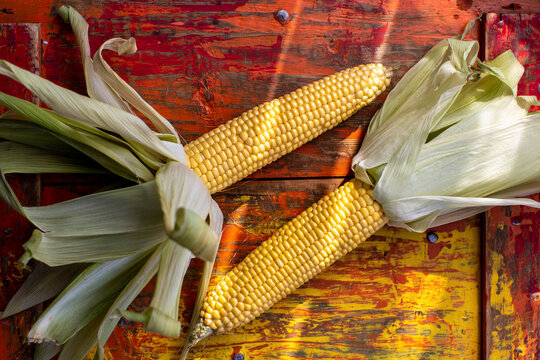 Fresh corn on the cob with husks on rustic wood surface