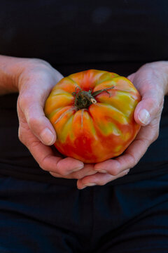 Fresh beefsteak tomato held by woman