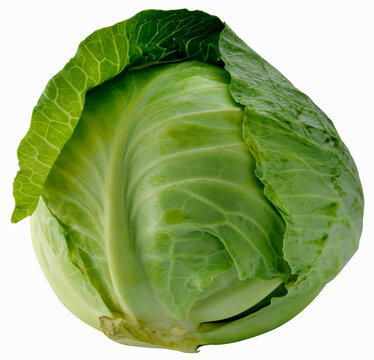 Green cabbage head with fresh leafy outer leaves