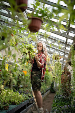 Concentrated female greenhouse worker stands on stepladder and inspecting foliage of hanging plant, serious woman botanist gardener attentively checking plant leaves conditions in botanical garden.