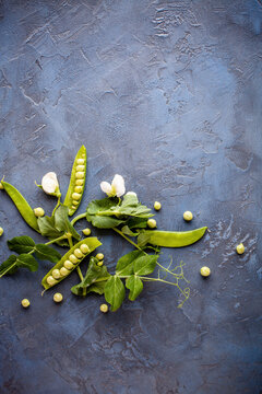 Fresh peas with pea pods, pea shoots