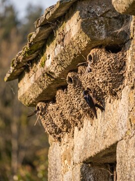 Colony of swallows building mud nests on the stone wall of an old rural building