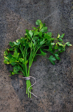 Bundle of fresh flat leaf bunch of flat-leaf parsley on gray surface