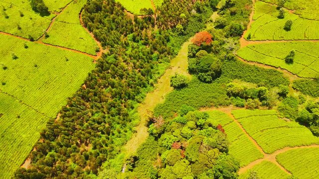 Drone view opens from tea rows and treetops to a broad landscape of green fields, wooded valleys and winding dirt paths in Malawi.