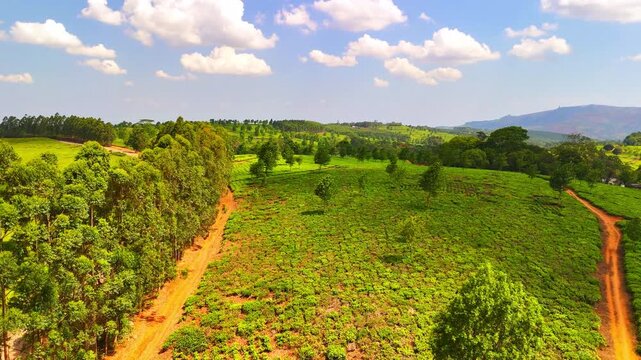 Aerial view across green tea rows and red dirt tracks in Malawi, with tall trees bordering the fields and rolling hills in the distance.