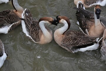 Geese swimming together in murky pond water. © HUANG CHAO-LIN