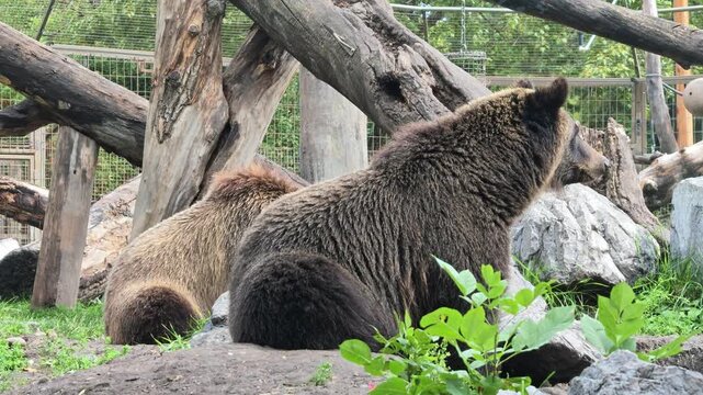 Two brown grizzly bears are resting outdoors among large rocks, natural logs, and green vegetation, displaying their powerful and robust build in a wild habitat. Species: Ursus arctos