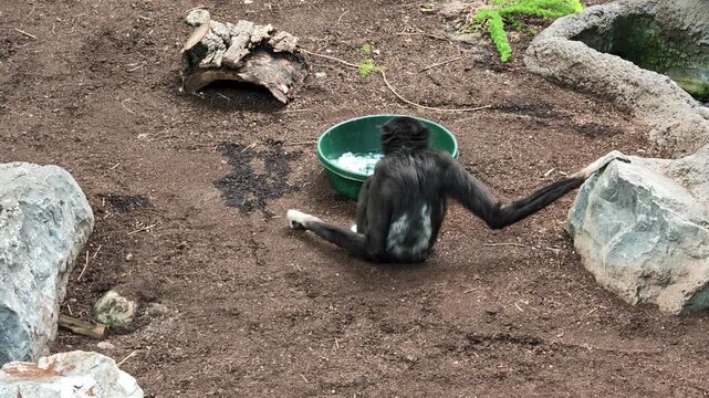 Two black White-handed gibbons, or Lar gibbon on rocks, a bonded pair interacting and observing their surroundings in a peaceful, natural setting. Species: Hylobates lar