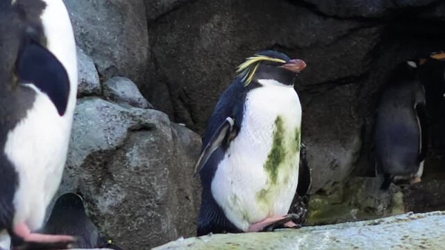 Macaroni penguin (Eudyptes chrysolophus) standing on rocky surface, showing its distinct crest and plumage, with other penguins and natural rock formations. Species: Eudyptes chrysolophus