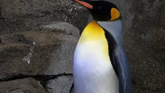 King penguin standing on textured grey rocks, side profile tilted upward into light, showcasing striking black, orange and white plumage against a dark backdrop. Species: Aptenodytes patagonicus