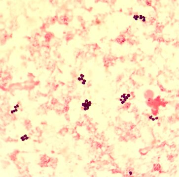 Gram positive cocci in Hemoculture
