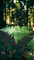 Green fern frond spreading in front of blurred forest trunks © francescosgura