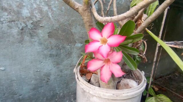 Hand plucking a dried leaf next to a blooming pink Desert Rose flower

