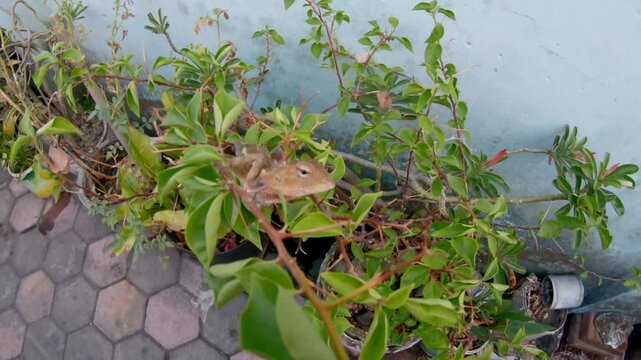 Close up of a small garden lizard resting and jumping from a green leafy plant
