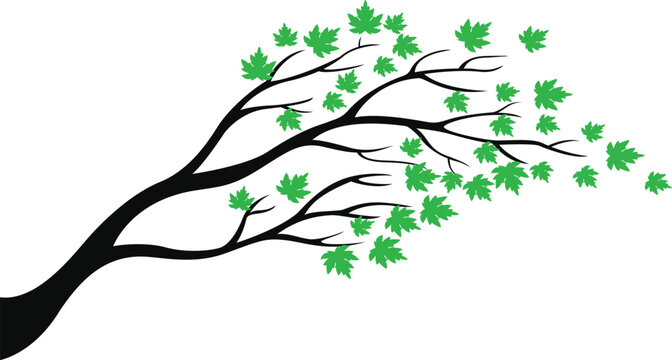 Tree Branch with Maple for Nature Landscape Designs