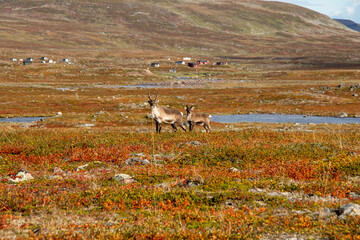 Reindeer walking through grassland in northern region with water and hills in background during daylight © vegarf